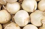250 Early White Grano PRR Onion Seeds | Non-GMO | Heirloom | Instant Latch Garden Seeds Photo, new 2024, best price $5.95 review