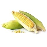 Kandy Korn Hybrid Corn Garden Seeds - 1 Lb - Non-GMO Vegetable Gardening Seeds - Yellow Sweet (SE) Corn Seed & Micro Shoots Photo, new 2024, best price $30.93 ($1.93 / Ounce) review