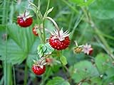 Strawberry Seeds, Woodland Wild Strawberry Fruit/Plant Seeds, 150 Strawberry Seeds Per Packet, Non GMO Seeds, (Fragaria vesca), Isla's Garden Seeds Photo, new 2024, best price $6.75 ($0.04 / Count) review