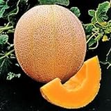 Seed Kingdom Cantaloupe Hales Best Jumbo Melon Heirloom Vegetable 3,000 Seeds Photo, new 2024, best price $12.45 review
