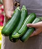 Burpee Fordhook Zucchini Summer Squash Seeds 50 seeds Photo, new 2024, best price $7.16 review