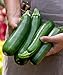 Photo Burpee Fordhook Zucchini Summer Squash Seeds 50 seeds review