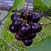 Foto CHTING 100 semillas de uva con encanto de fruta, siembra continua a lo largo del año se puede cosechar continuamente jardín DIY decoración amada y respetada por los clientes revisión