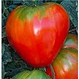 German Red Strawberry Tomato Seeds (20+ Seeds) | Non GMO | Vegetable Fruit Herb Flower Seeds for Planting | Home Garden Greenhouse Pack Photo, new 2024, best price $3.69 ($0.18 / Count) review