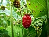Alpine Wild Strawberry Deesse des Valles Runnerless Remontant About 100 Seeds Photo, new 2024, best price $6.99 review