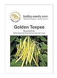Bohnensamen Golden Teepee Buschbohne Portion Foto, neu 2024, bester Preis 1,75 € Rezension