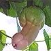 Foto 30 Stück Penis Melone Kürbiskerne Gartenhof Bonsai Köstliche Gemüsepflanzen Gartenpflanzensamen 30 Stück Rezension