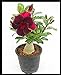 Foto Rosa del desierto, plantación y jardinería sencillas, colorida, floral y ornamental-3Bulbos revisión