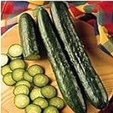 Sweeter Yet Cucumbers Seeds (20+ Seeds) | Non GMO | Vegetable Fruit Herb Flower Seeds for Planting | Home Garden Greenhouse Pack Photo, new 2024, best price $3.69 ($0.18 / Count) review