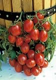 Salerno Seeds Grape Tomato Crovarese Pomodoro Heirloom Tomato 3 Grams Made in Italy Italian Non-GMO Photo, new 2024, best price $4.99 review