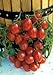 Photo Salerno Seeds Grape Tomato Crovarese Pomodoro Heirloom Tomato 3 Grams Made in Italy Italian Non-GMO review