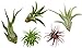 Photo Variety Pack of Small Tillandsia Air Plants, Assortment of Exotic, Low Maintenance Live Air Plants Including Ionantha Rubra, Caput-Medusae, Harrissi, Velutina, & Ionantha Fuego Plants! (Set of 5) review