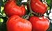 Photo 250 Tomato Seeds Manitoba| Non-GMO | Fresh Garden Seeds review