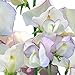 Photo Annual Paris Sweet Pea Seeds, Flower Seeds, + 1 Free Plant Marker (40) review