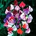 Photo Beautiful Royal Sweet Pea Flower, 25 Heirloom Flower Seeds Per Packet, Non GMO Seeds review