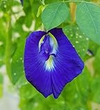 Butterfly Pea Vine Seeds: Rich Royal Blue, Clitoria ternatea, Bunga telang, Edible/Tea and Decorative, Butterfly Garden/Host Plant (20+ Seeds) from USA! Photo, new 2024, best price $6.99 review