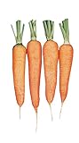 Burpee Touchon Carrot Seeds 3500 seeds Photo, new 2024, best price $6.57 review