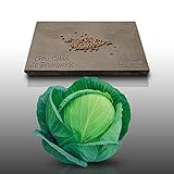100 graines - CHOU CABUS - de Brunswick - Brassica oleracea Photo, nouveau 2024, meilleur prix 2,19 € (0,02 € / unité) examen