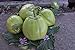 Foto Aubergine Samen Thai-Aubergine Grüne Schale Pflanzen Gemüse Obst Samen für die Bepflanzung Garten Outdoor Indoor Rezension