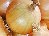 Onion, Texas Early Grano Onion Seeds, Heirloom, Non GMO 25+ Seeds, Short Day, Vidiala Type Photo, new 2024, best price $1.99 review