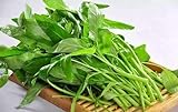 Swamp Cabbage 100PCS Seeds Delicious Green Leaf Vegetable Yard Garden Plant Photo, new 2024, best price $11.99 review