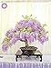 Foto 10pcs semillas de glicina raras flores púrpura Wisteria Bonsai Semillas Mini Bonsai Árbol de la planta ornamental de interior para la decoración casera revisión