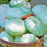 Park Seed Tropic Giant Hybrid Cabbage Seeds, Big Heads, Pack of 100 Photo, new 2024, best price $7.95 review