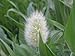 Photo 100 BUNNY TAILS GRASS (Hares Tail) Ornamental Lagurus Ovatus Seeds review