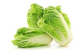 Peking Cabbage Seeds for Planting Chinees Beijing Napa Lettuce About 100 Seeds Photo, new 2024, best price $6.99 review