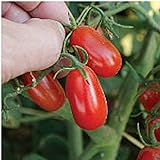 Red Grape Tomato Seeds (20+ Seeds) | Non GMO | Vegetable Fruit Herb Flower Seeds for Planting | Home Garden Greenhouse Pack Photo, new 2024, best price $3.69 ($0.18 / Count) review