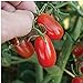 Photo Red Grape Tomato Seeds (20+ Seeds) | Non GMO | Vegetable Fruit Herb Flower Seeds for Planting | Home Garden Greenhouse Pack review