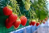 Everbearing Garden Strawberry Seeds - 200+ Seeds - Grow Red Strawberry Vines - Made in USA, Ships from Iowa. Photo, new 2024, best price $8.49 review