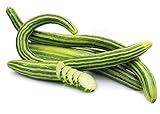 Armenian Striped Snake Cucumber Seeds - 75+ Seeds Photo, new 2024, best price $9.99 review