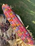 Glass Gem Cherokee Indian Corn Heirloom Premium Seed Packet + More Photo, new 2024, best price $4.99 review