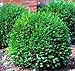 Photo Green Gem Boxwood - Evergreen Stays 3ft with No Pruning - Live Plants in Gallon Pots by DAS Farms (No California) review
