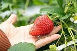 Riesen Erdbeere 10 Samen (Strawberry Giant) Foto, neu 2024, bester Preis 1,79 € Rezension