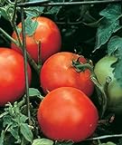Burpee Celebrity' Hybrid | Slicing Red Tomato | Disease-Resistant, 35 Seeds Photo, new 2024, best price $7.17 ($0.20 / Count) review