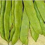 Romano Pole Beans Seeds (20+ Seeds) | Non GMO | Vegetable Fruit Herb Flower Seeds for Planting | Home Garden Greenhouse Pack Photo, new 2024, best price $5.69 ($0.28 / Count) review