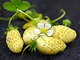 NIKA SEEDS - Fruit Alpine Strawberry Yellow - 100 Seeds Photo, new 2024, best price $6.95 ($0.07 / Count) review