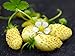 Photo NIKA SEEDS - Fruit Alpine Strawberry Yellow - 100 Seeds review