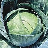 Stonehead Cabbage Seeds (20+ Seeds) | Non GMO | Vegetable Fruit Herb Flower Seeds for Planting | Home Garden Greenhouse Pack Photo, new 2024, best price $3.69 ($0.18 / Count) review
