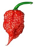 Carolina Reaper Seeds - 400 Carolina Reaper Seeds for Planting - Hottest Pepper Seeds - Hottest Chili Pepper in The World - Organic, Non - GMO Carolina Reaper Plant Seeds Photo, new 2024, best price $11.99 ($0.03 / Count) review