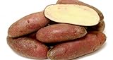 French Fingerling Potato 6 Tubers - Heirloom Photo, new 2024, best price $7.50 review