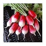 David's Garden Seeds Radish French Breakfast 1331 (Red) 200 Non-GMO, Heirloom Seeds Photo, new 2024, best price $3.45 review