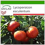SAFLAX - Tomate - Rosa de Berne - 10 semillas - Con sustrato estéril para cultivo - Lycopersicon esculentum Foto, nuevo 2024, mejor precio 4,45 € revisión