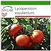 Foto SAFLAX - Tomate - Rosa de Berne - 10 semillas - Con sustrato estéril para cultivo - Lycopersicon esculentum revisión