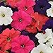 Photo Outsidepride Petunia Hybrida Flower Seed Mix - 5000 Seeds review