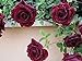 Foto 200 piezas de semillas de rosas trepadoras trepadoras de color rojo oscuro muy hermosas flores trepadoras ornamentales revisión