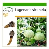 SAFLAX - Calabaza de peregrino - 15 semillas - Con sustrato estéril para cultivo - Lagenaria siceraria Foto, nuevo 2024, mejor precio 4,45 € revisión