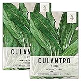 Seed Needs, Culantro Seeds for Planting (Eryngium foetidum) Twin Pack of 300 Seeds Each Non-GMO - NOT Cilantro Seeds Photo, new 2024, best price $8.85 ($0.03 / Count) review